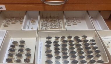 Böcek Müzesi’nde 3 bin türe ait 70 bin örnek korunuyor