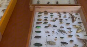 Böcek Müzesi'nde 3 bin türe ait 70 bin örnek korunuyor