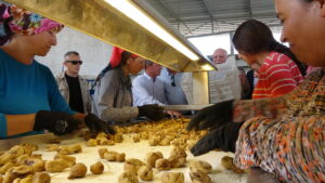 TZOB Genel Başkanı Bayraktar, Germencik’te incir haşatına katıldı
