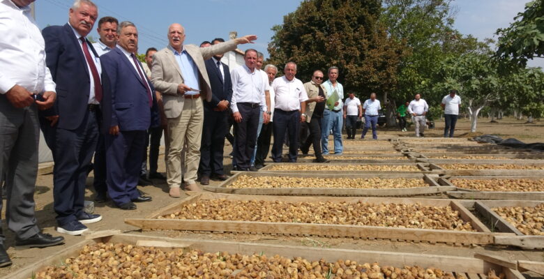 TZOB Genel Başkanı Bayraktar, Germencik’te incir hasatına katıldı