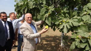 TZOB Genel Başkanı Bayraktar, Germencik’te incir haşatına katıldı