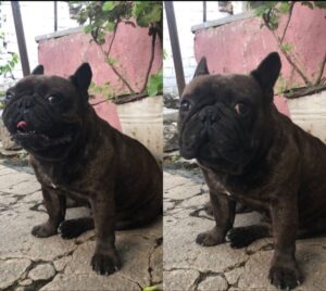 Aydın’ın İncirliova İlçesinde kaybolan Pars ismindeki 5 yaşındaki köpek kayboldu.