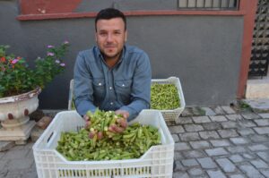 Aydın’ın Efeler İlçesinde yılda üretilen 2 bin ton bamya Kardeşköy