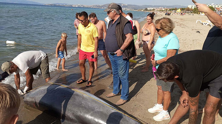 Kuşadası'nda kıyıya vurmuş ölü yunus bulundu