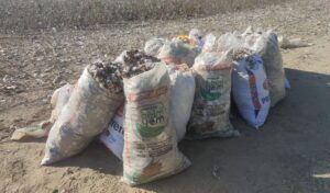 Aydın’ın Efeler İlçesinde tarladan 22 çuval pamuk yaklaşık 150 kilogram
