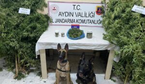 Aydın’ın Bozdoğan İlçesinde jandarmanın bir eve uyuşturucu köpekleri Ödev ve