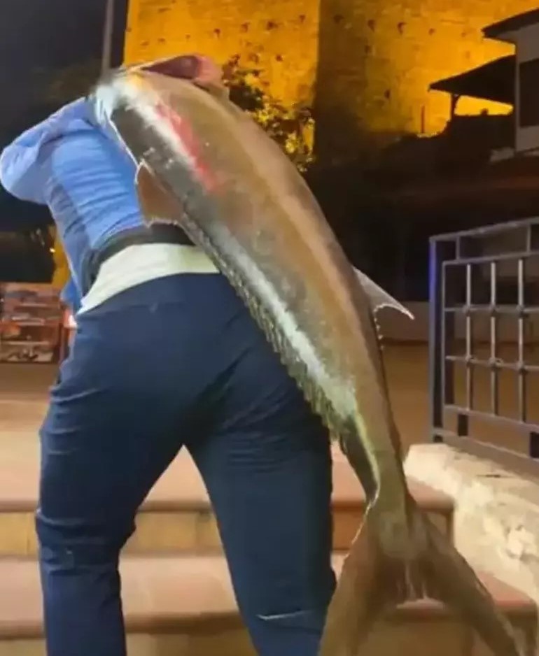 Antalya'da amatör balıkçı Rüştü Mert Kesmen, olta ile 1,6 metre uzunluğunda, 41 kilo ağırlığında akva (kuzu) balığı yakaladı.