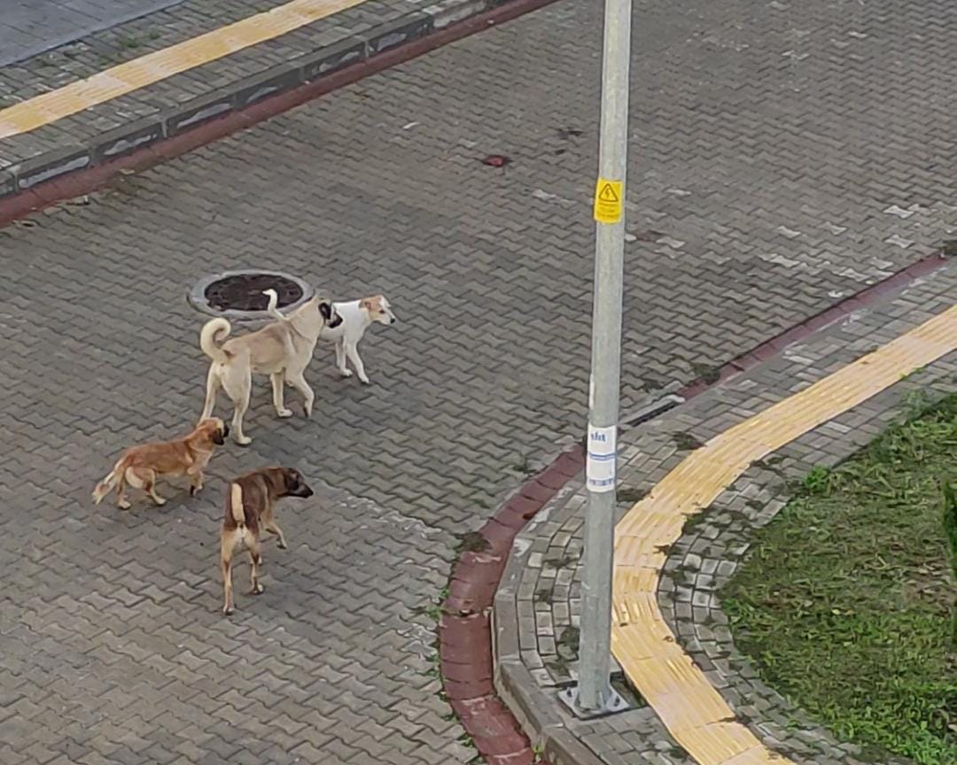 TOKİ’de vatandaşlar sokak köpeklerinden dertli