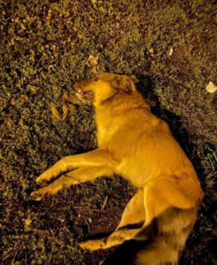 Nazilli'de 5 sokak köpeği ölü bulundu