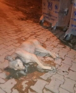 &nbsp; Aydın’ın Nazilli İlçesinde gece 2 ayrı yerde 5 sokak