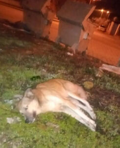 Nazilli'de 5 sokak köpeği ölü bulundu