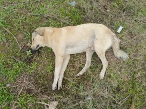 Aydın‘ın Nazilli ilçesinde başlayan köpek ölümleri Köşk İlçesine de sıçradı.