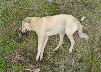 Aydın'ın Nazilli ilçesinde başlayan köpek ölümleri Köşk İlçesine de sıçradı. Nazilli’de 3 günde 13 köpek ölü olarak bulunurken, Köşk İlçesinde ise 17 köpek ve 2 tiki ölü olarak bulundu. Nazilli'nin Çapahasan Mahallesi'nde Çarşamba günü iki ayrı sokakta 5 sokak köpeği ölü bulundu. İhbar üzerine bölgeye Nazilli Belediyesi ve Tarım ve Orman İlçe Müdürlüğü ekipleri sevk edildi. Yapılan incelemede, köpeklerin zehirlendiği belirlendi. Ekipler, köpeklerin neden zehirlendiğinin tespiti için numune aldı. Köpekler, belediye ekipleri tarafından bölgeden alınarak gömüldü. dün sabah saatlerinde bu kez Çapahasan’a 3 kilometre mesafedeki Yeşil Mahalle'de 4 akşam saatlerinde ise 4 olmak üzere 8 sokak köpeği daha ölü bulundu. Böylece son 3 günde zehirlenerek ölen köpek sayısı, 13’e çıktı. Köpeklerin neden zehirlendiği araştırılırken, Nazilli İlçe Emniyet Müdürlüğü ekipleri soruşturma kapsamında bölgedeki güvenlik kamerası kayıtlarını incelemeye aldı. KÖŞKTE DERE KENARINDA 17 KÖPEK VE 2 TİLKİ ÖLÜ BULUNDU Öte yandan dün Köşk’ün Çarşı Mahallesi’ndeki Çekirdek Deresi yakınlarında vatandaşlar çok sayıda ölü köpek görünce yetkililere bilgi verdi. İhbar üzerine bölgeye polis ve zabıta ekipleri sevk edildi. Dere kenarında 17’si köpek 3’ü ise tilki ölü olarak bulundu. Ölü bulunan köpek ve tilkilerin neden zehirlendikleri yapılan incelemeden sonra belli olacağı öğrenildi. Aydın’da 3 günde toplam 30 köpek zehirlenerek öldürülmesi hayvanseverler tarafından da tepkilere neden oldu. Polis olayla ilgili soruşturma başlattı.