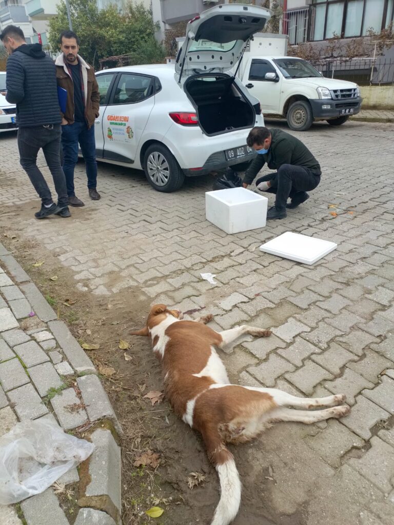 Aydın'ın Nazilli ilçesinde başlayan köpek ölümleri Köşk İlçesine de sıçradı. Nazilli’de 3 günde 13 köpek ölü olarak bulunurken, Köşk İlçesinde ise 17 köpek ve 2 tiki ölü olarak bulundu. Nazilli'nin Çapahasan Mahallesi'nde Çarşamba günü iki ayrı sokakta 5 sokak köpeği ölü bulundu. İhbar üzerine bölgeye Nazilli Belediyesi ve Tarım ve Orman İlçe Müdürlüğü ekipleri sevk edildi. Yapılan incelemede, köpeklerin zehirlendiği belirlendi. Ekipler, köpeklerin neden zehirlendiğinin tespiti için numune aldı. Köpekler, belediye ekipleri tarafından bölgeden alınarak gömüldü. dün sabah saatlerinde bu kez Çapahasan’a 3 kilometre mesafedeki Yeşil Mahalle'de 4 akşam saatlerinde ise 4 olmak üzere 8 sokak köpeği daha ölü bulundu. Böylece son 3 günde zehirlenerek ölen köpek sayısı, 13’e çıktı. Köpeklerin neden zehirlendiği araştırılırken, Nazilli İlçe Emniyet Müdürlüğü ekipleri soruşturma kapsamında bölgedeki güvenlik kamerası kayıtlarını incelemeye aldı. KÖŞKTE DERE KENARINDA 17 KÖPEK VE 2 TİLKİ ÖLÜ BULUNDU Öte yandan dün Köşk’ün Çarşı Mahallesi’ndeki Çekirdek Deresi yakınlarında vatandaşlar çok sayıda ölü köpek görünce yetkililere bilgi verdi. İhbar üzerine bölgeye polis ve zabıta ekipleri sevk edildi. Dere kenarında 17’si köpek 3’ü ise tilki ölü olarak bulundu. Ölü bulunan köpek ve tilkilerin neden zehirlendikleri yapılan incelemeden sonra belli olacağı öğrenildi. Aydın’da 3 günde toplam 30 köpek zehirlenerek öldürülmesi hayvanseverler tarafından da tepkilere neden oldu. Polis olayla ilgili soruşturma başlattı.