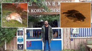Aydın’ın Nazilli ilçesinde 4 sokak köpeği daha ölü bulundu. Bölgede
