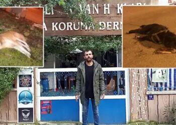 Aydın'da zehirlenen köpek sayısı 9'a çıktı