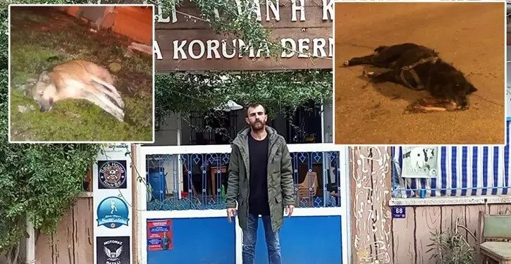 Aydın'da zehirlenen köpek sayısı 9'a çıktı