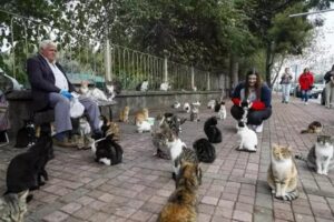 Antalya‘da her sabah 5 noktada 700 civarı kediyi, taşıdığı mamalarla