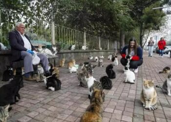 'Kedilerin babası', her sabah 700 kediye mama taşıyor