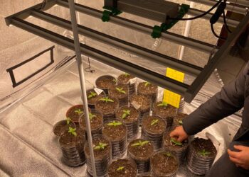 Didim'de evin içinde düzenek kurup kenevir yetiştirdi