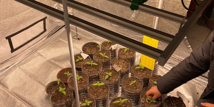 Didim'de evin içinde düzenek kurup kenevir yetiştirdi