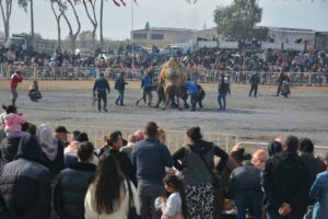 Yılın ilk deve güreşi 100. Yıl anısına yapıldı