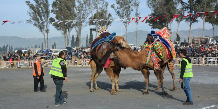 Yılın ilk deve güreşi 100. Yıl anısına yapıldı