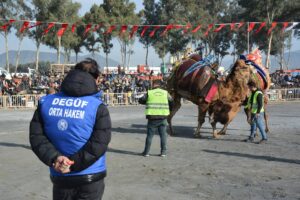 Yılın ilk deve güreşi 100. Yıl anısına yapıldı