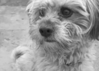 İncirliova’da kaybolan ‘Lokum’ her yerde aranıyor