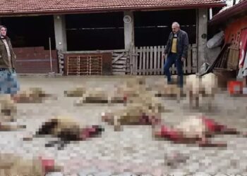 Sokak köpekleri 22 koyunu öldürdü