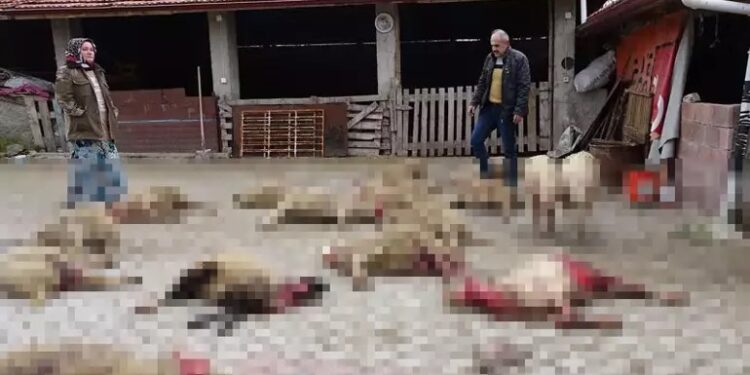 Sokak köpekleri 22 koyunu öldürdü