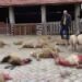 Sokak köpekleri 22 koyunu öldürdü