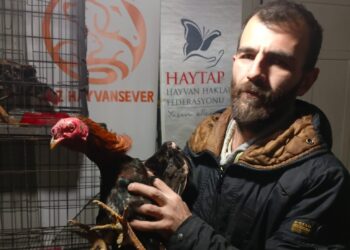 Kuşadası’nda 19 horoz operasyonla kurtarıldı