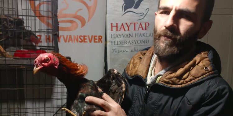 Kuşadası’nda 19 horoz operasyonla kurtarıldı