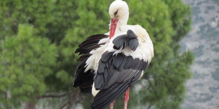 Aydın'a yılın ilk leyleği geldi
