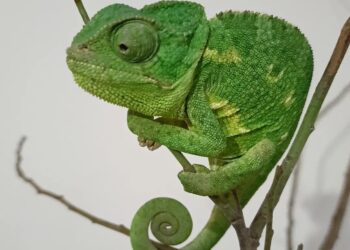 Aydın’ın Nazilli İlçesinde bir eve girmeye çalışırken yakalanan Bukalemun Hayvan Hakları ve Doğa Koruma Derneğine teslim edildi.