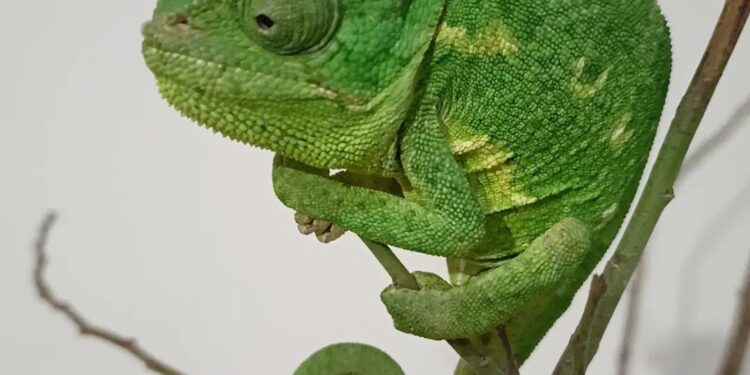 Aydın’ın Nazilli İlçesinde bir eve girmeye çalışırken yakalanan Bukalemun Hayvan Hakları ve Doğa Koruma Derneğine teslim edildi.