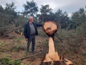 Germencik’te yaşandı 250 çam ağacını katlettiler