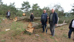 Germencik’te yaşandı 250 çam ağacını katlettiler