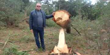 Germencik’te yaşandı 250 çam ağacını katlettiler