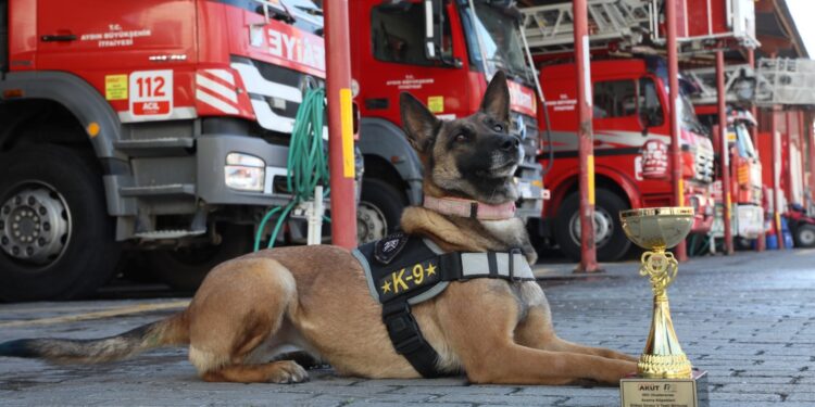 BŞB’nin arama kurtarma köpeği ‘Zeyna’ birinci oldu