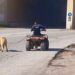 ATV'sine bağladığı köpeğini böyle sürükledi