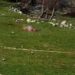 3 köpeğin saldırdığı kadın öldü
