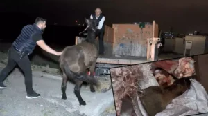 Sultangazi‘de gelen bir ihbarı değerlendiren zabıta ekipleri gittikleri adreste kamyonet