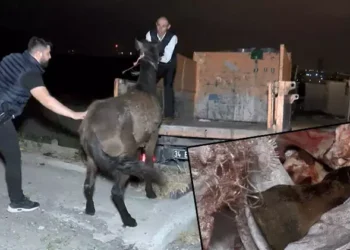 Vicdansızlar gecekonduda kestikleri atlarla yakalandı