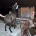 Vicdansızlar gecekonduda kestikleri atlarla yakalandı