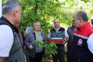 Aydın’da İzmir OBM Bayındır OİM’den getirilen Torymuş Sinensis’ler kestane Gal