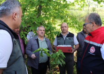 Aydın’da kestane Gal arısıyla biyolojik mücadele başladı