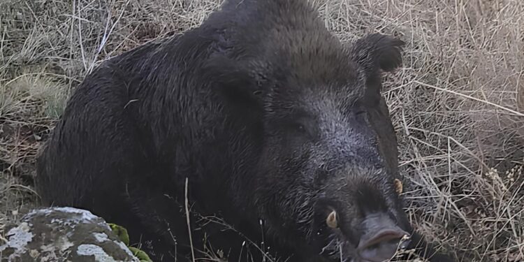 Domuz avında yanlışlıkla arkadaşını vurdu
