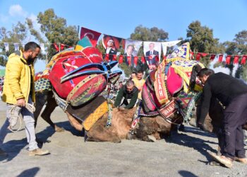Yılın ilk deve güreşi İncirliova'da yapıldı